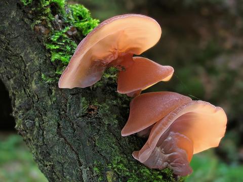 Wood Ear - Auricularia auricula / Auricularia polytricha
