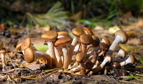 Honey Mushroom - Armillaria mellea