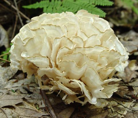 Cauliflower Mushroom - Sparassis crispa